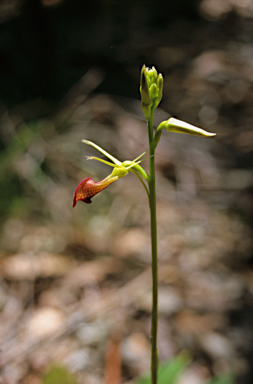 APII jpeg image of Cryptostylis ovata  © contact APII