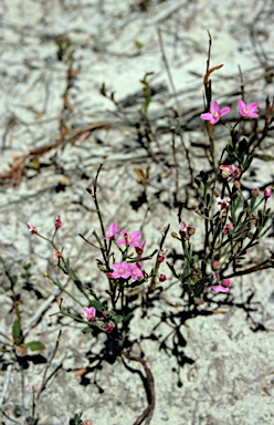 APII jpeg image of Boronia crenulata  © contact APII