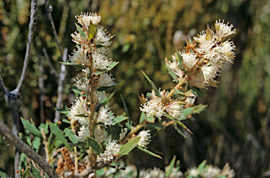 APII jpeg image of Hakea florida  © contact APII