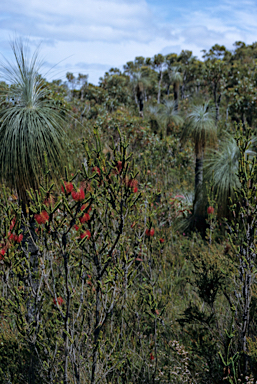 APII jpeg image of Beaufortia decussata  © contact APII