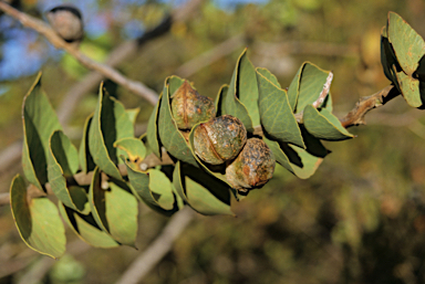 APII jpeg image of Hakea cucullata  © contact APII