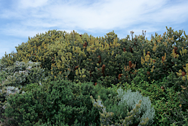 APII jpeg image of Banksia praemorsa  © contact APII