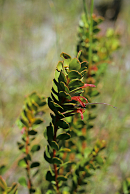 APII jpeg image of Adenanthos obovatus  © contact APII