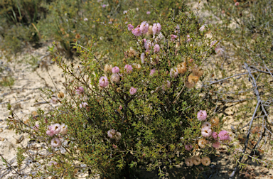 APII jpeg image of Melaleuca striata  © contact APII