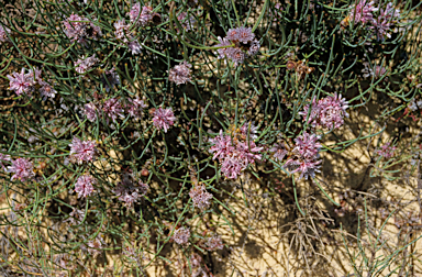 APII jpeg image of Petrophile teretifolia  © contact APII