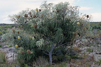 APII jpeg image of Banksia speciosa  © contact APII