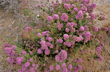 APII jpeg image of Verticordia plumosa  © contact APII