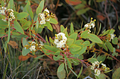 APII jpeg image of Eucalyptus pleurocarpa  © contact APII