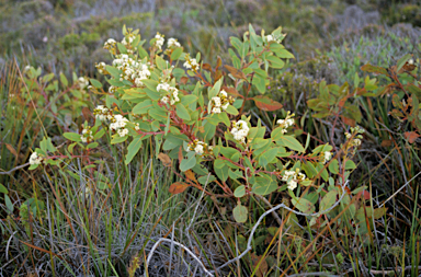 APII jpeg image of Eucalyptus pleurocarpa  © contact APII