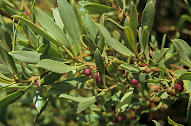 APII jpeg image of Myoporum insulare  © contact APII