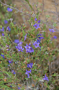 APII jpeg image of Halgania anagalloides var. Southern  © contact APII