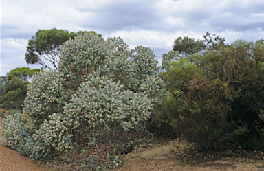 APII jpeg image of Eucalyptus pleurocarpa  © contact APII