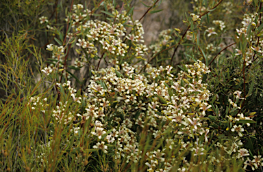 APII jpeg image of Marianthus bicolor  © contact APII