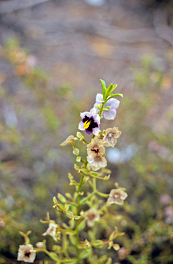 APII jpeg image of Cyanostegia lanceolata  © contact APII