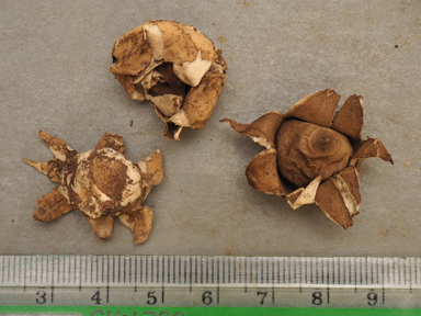 APII jpeg image of Geastrum velutinum  © contact APII