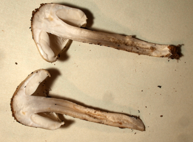 APII jpeg image of Limacella pitereka  © contact APII