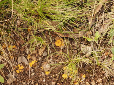 APII jpeg image of Phaeohelotium undulatum  © contact APII