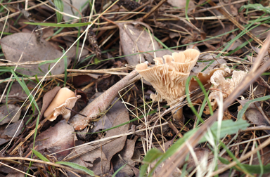 APII jpeg image of Singerocybe clitocyboides  © contact APII