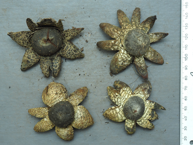 APII jpeg image of Astraeus hygrometricus  © contact APII