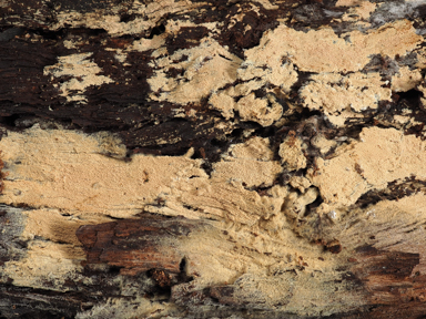 APII jpeg image of Xylodon australis  © contact APII