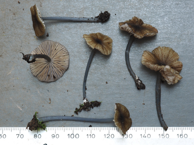 APII jpeg image of Entoloma duplocoloratum  © contact APII