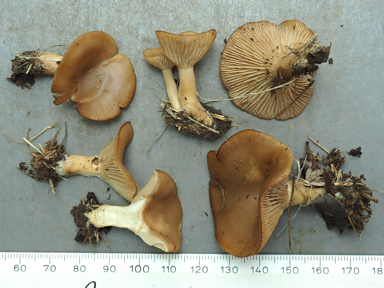 APII jpeg image of Singerocybe clitocyboides  © contact APII