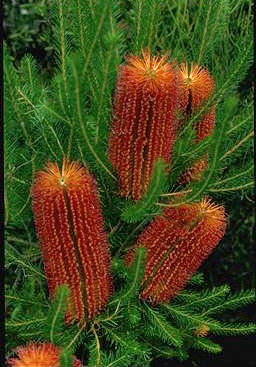 APII jpeg image of Banksia ericifolia  © contact APII