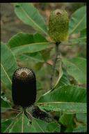 Banksia robur - click for larger image