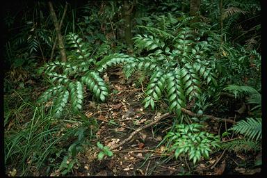 APII jpeg image of Bowenia serrulata  © contact APII