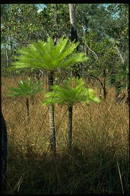 APII jpeg image of Cycas armstrongii  © contact APII