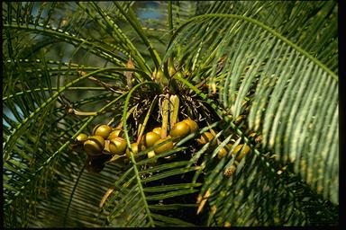 APII jpeg image of Cycas armstrongii  © contact APII