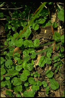 APII jpeg image of Dichondra repens  © contact APII