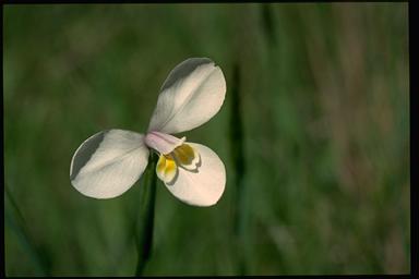 APII jpeg image of Diplarrena moraea  © contact APII