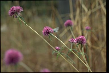 APII jpeg image of Gomphrena canescens  © contact APII