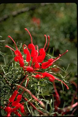 APII jpeg image of Grevillea wilsonii  © contact APII