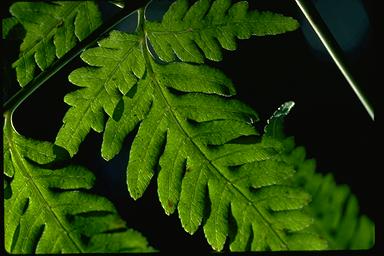 APII jpeg image of Pteris comans  © contact APII