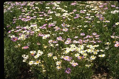 APII jpeg image of Brachyscome iberidifolia  © contact APII