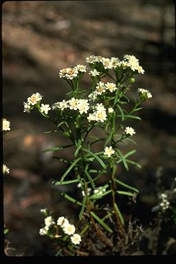 APII jpeg image of Ixodia achillaeoides subsp. alata  © contact APII