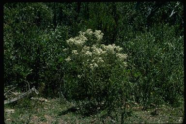 APII jpeg image of Olearia megalophylla  © contact APII