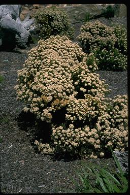 APII jpeg image of Ozothamnus ledifolius  © contact APII