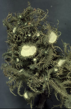 APII jpeg image of Usnea scabrida  © contact APII