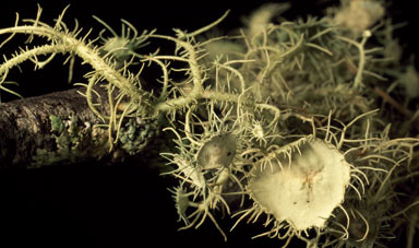 APII jpeg image of Usnea  © contact APII