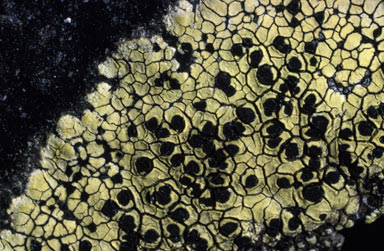 APII jpeg image of Rhizocarpon  geographicum  © contact APII