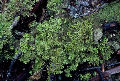 APII jpeg image of Pseudocyphellaria multifida  © contact APII