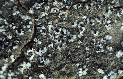 APII jpeg image of Trapelia crystallifera  © contact APII