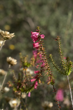 APII jpeg image of Epacris impressa  © contact APII