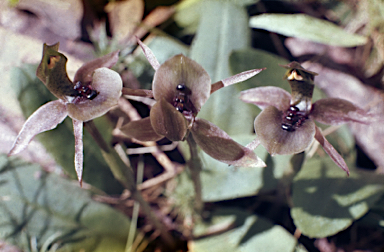 APII jpeg image of Chiloglottis x pescottiana  © contact APII