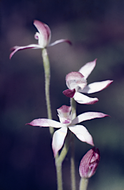 APII jpeg image of Caladenia cucullata  © contact APII