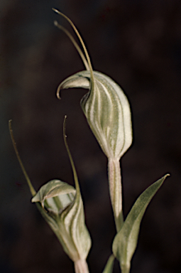 APII jpeg image of Pterostylis striata  © contact APII