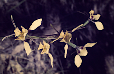 APII jpeg image of Diuris sp. (hybrid)  © contact APII